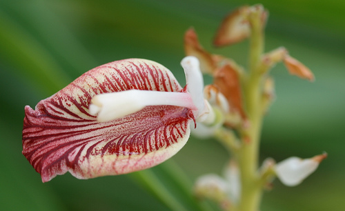Cardamom